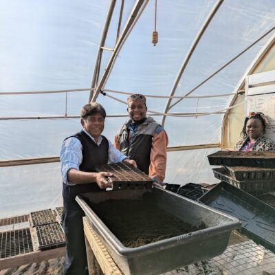 incubator greenhouse seeding